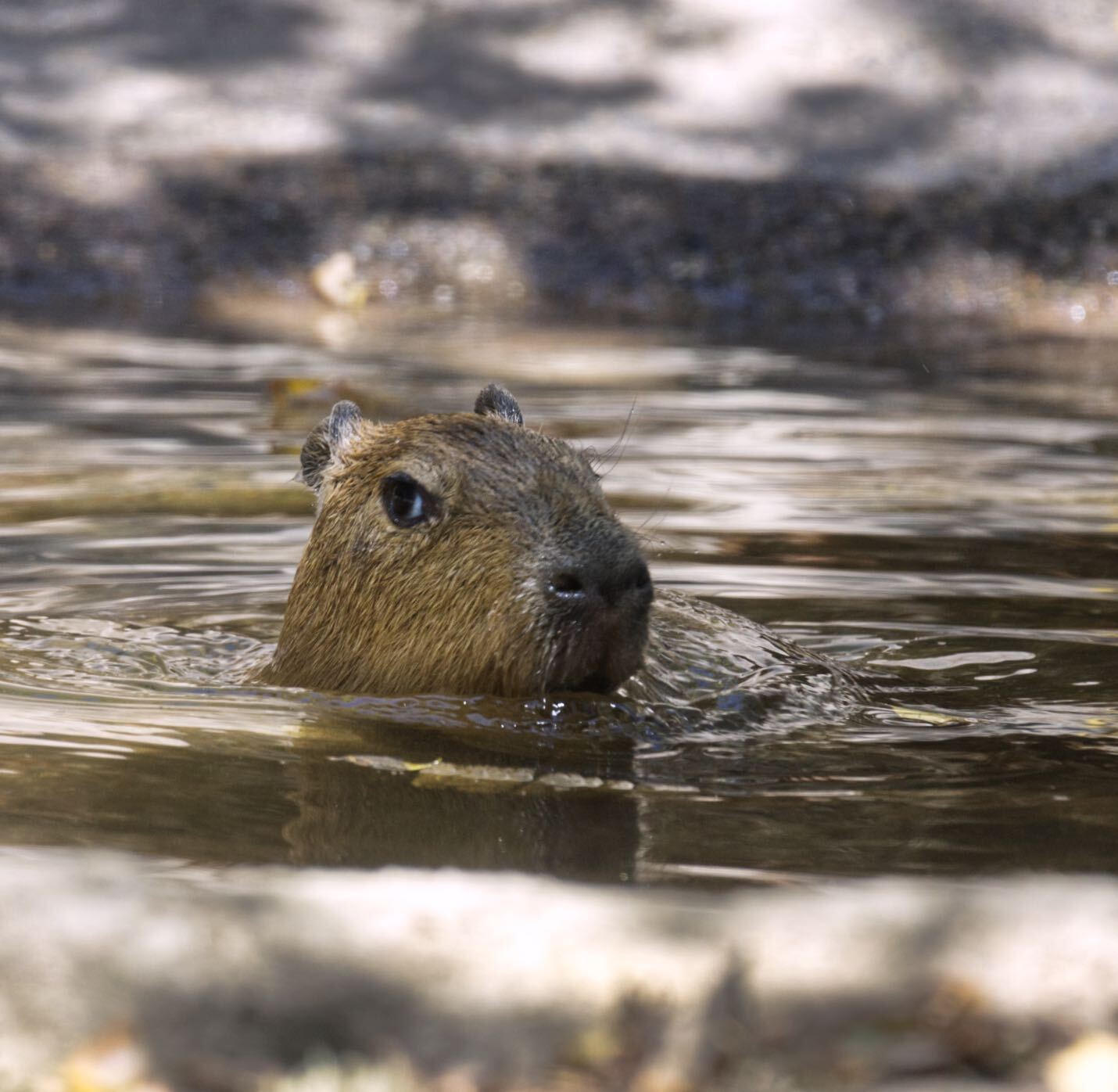 Sacramento Zoo on X: Someone cue the Jaws theme song…🦈😱 False alarm,  it's just our 1-month old #capybara pup! Phew! 😅 Did you know capybaras  can hold their breath and stay underwater