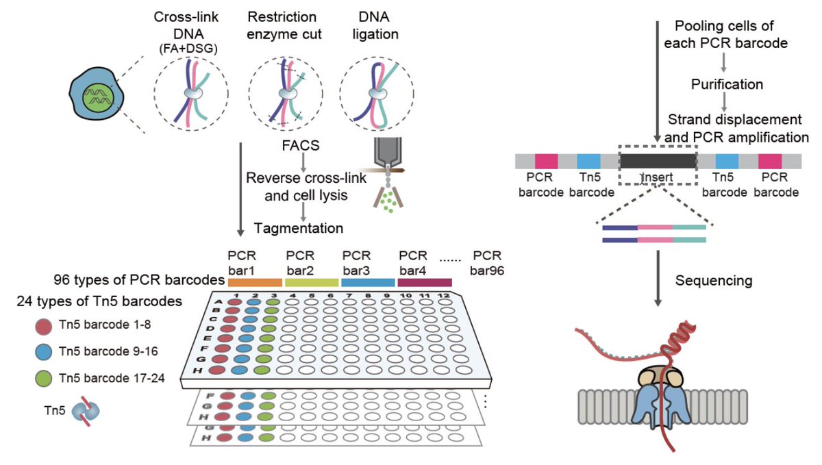 The Tang group presents scNanoHi-C: a single cell Hi-C method based on nanopore long-read sequencing.  scNanoHi-C allows researchers to capture high-order chromatin structures and detect genomic variations such as CNVs and SVs. nature.com/articles/s4159…