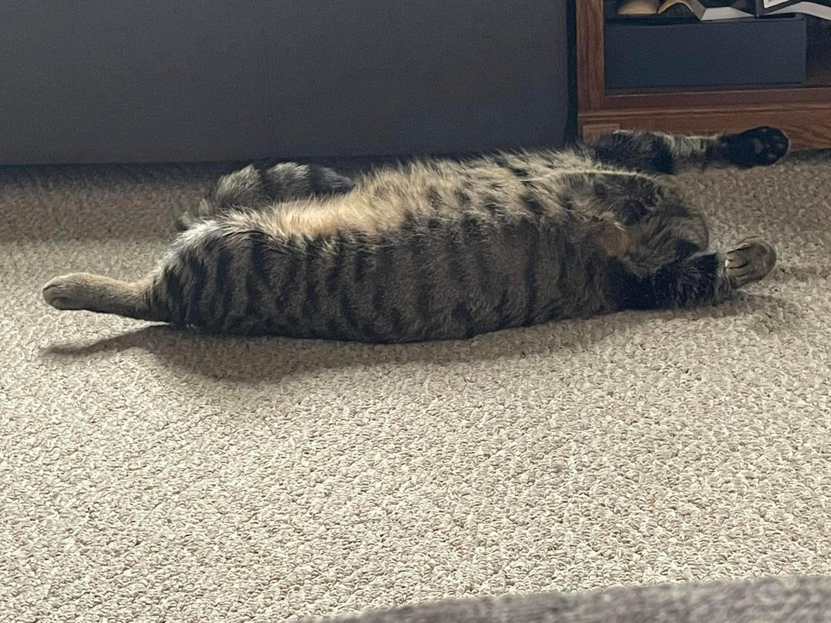 k8bravesfn's tweet image. My cat Kuiper looks like roadkill when he relaxes. It’s actually his nickname. @HartzPets #Hartz #SweetHartz 💀😂