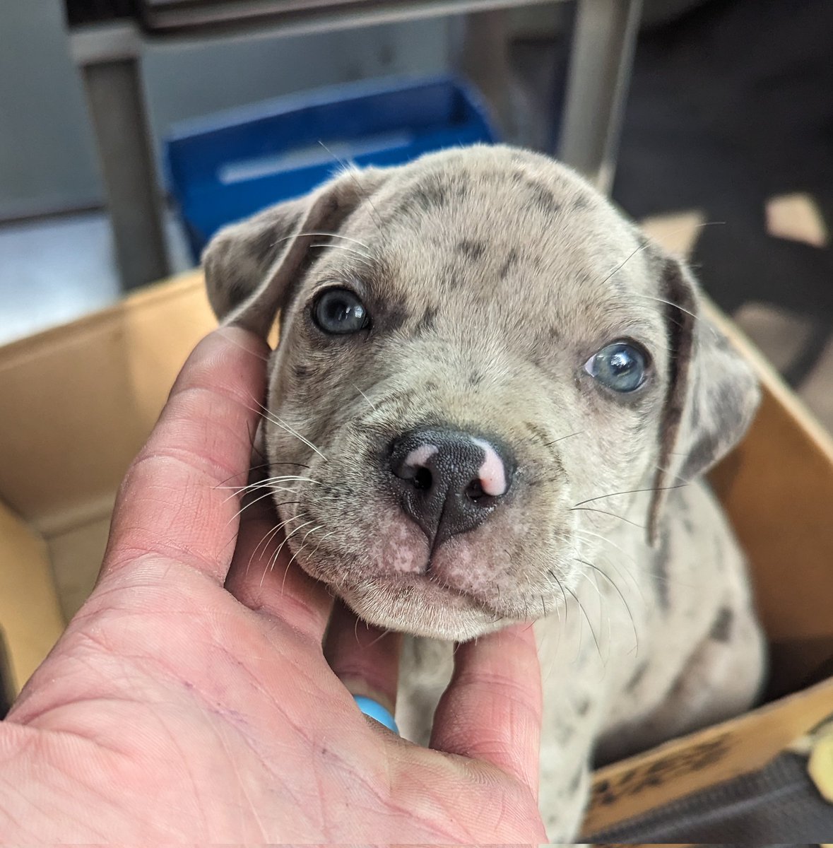 MontayBayBay's tweet photo. This morning @Barnett_556 found this puppy abandoned on a busy block in our city. The Animal Shelter is on my side of town so he brought him to me &amp; I took him to the shelter. Ours is a "No Kill" shelter so he should be adopted very soon. 

It ain't hard to be kind, ya'll. 🐕 https://t.co/Q73VfwHA8x
