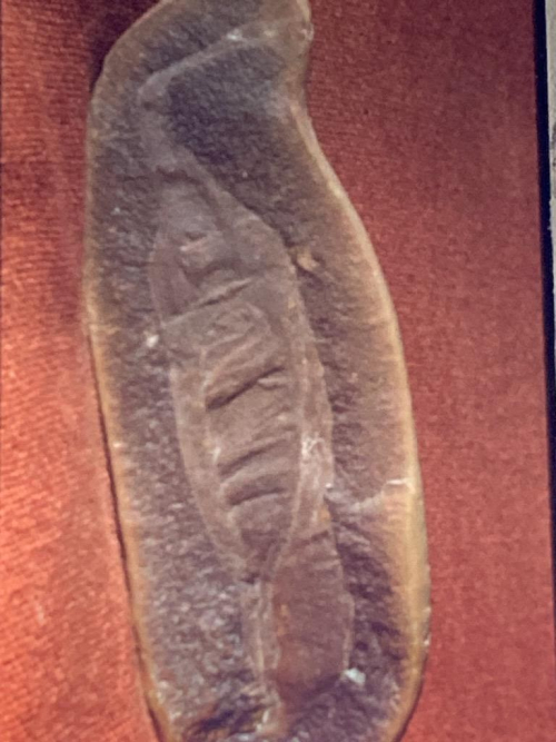 ESCONI's tweet photo. Mazon Monday #179: Mr Tully's Tullys #fossil #paleontology #MazonCreek #MazonMonday #tully #tullymonster #tullymonstrum #illinois #statefossil
https://t.co/NvTpm7RNFF https://t.co/bmxCqVscfc