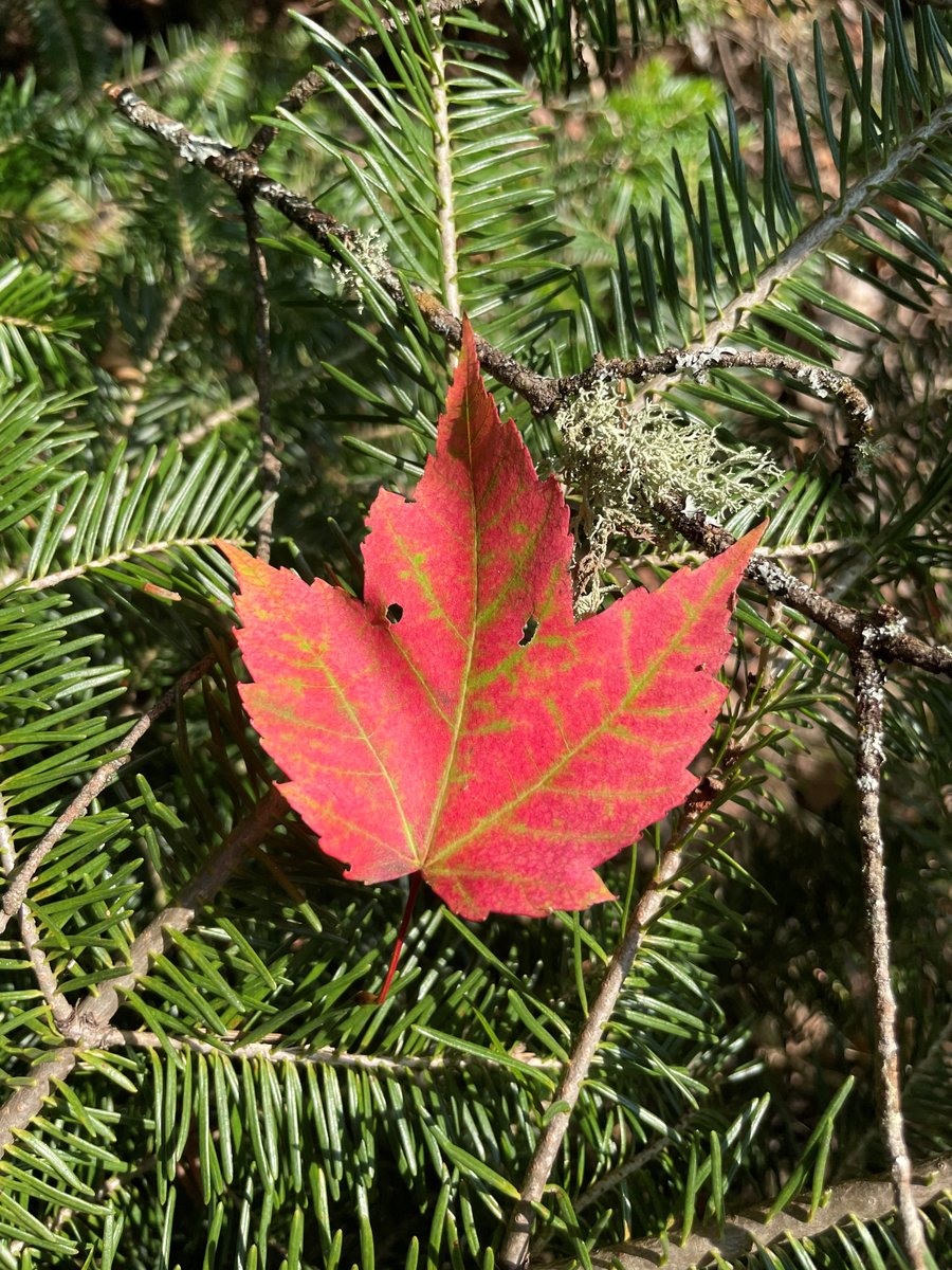 OttawaNF's tweet photo. #MondayMotivation #FallColors2023
There is something truly beautiful about the contrast in colors with a color changed red maple leaf against the backdrop and deep green of balsam fir mixed with lichen.
πΈUSDA Forest Service taken on August 28, 2023 https://t.co/cwBL6v0aEA
