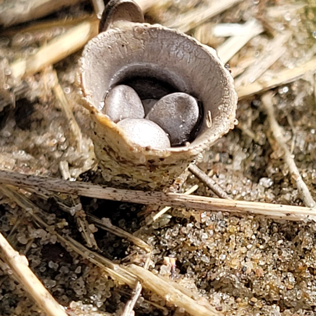 Common Birds-nest #fungus from Dawlish Warren dunes. A small masterpiece 
#fungi #mycology #fantasticfungi #macrophotography #NaturePhotography