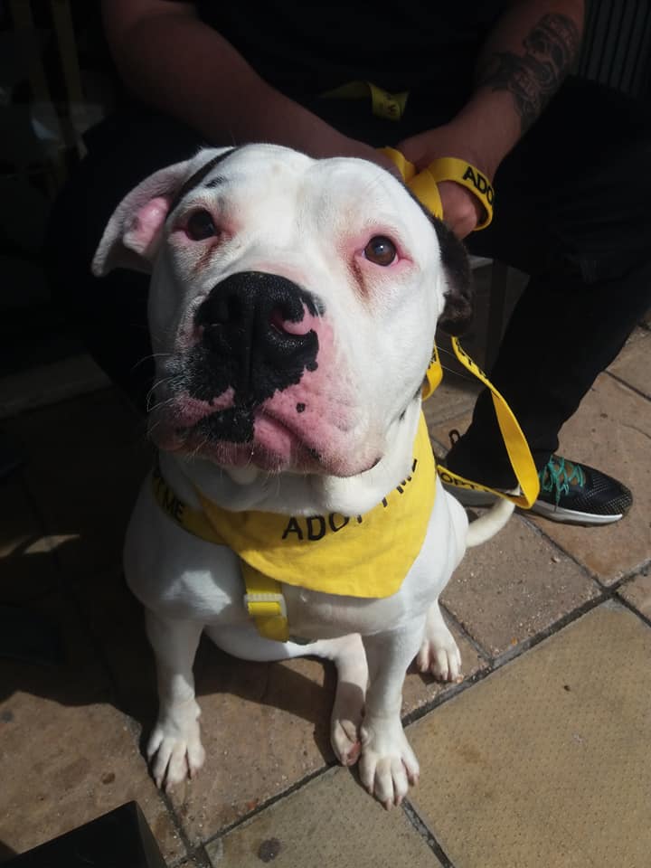 Please retweet to help Rosie find a home #BOURNEMOUTH #DORSET #UK 

Loveable American Bulldog aged 18 months, weighs 40kgs.  She needs to be the only pet in a home where any children are aged 12+ ✅ 

DETAILS or APPLY👇
staffieandstrayrescue.co.uk/dogs/rosie-4 #dogs #AmericanBulldogs #Bulldogs