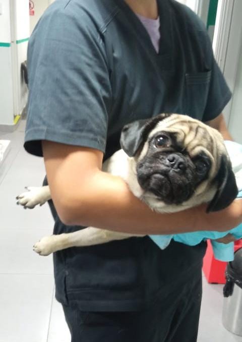 Paola310's tweet photo. HACHI ha logrado sobrevivir al ataque de un sujeto que debería pasar sus días en la cárcel https://t.co/MG91refWLl