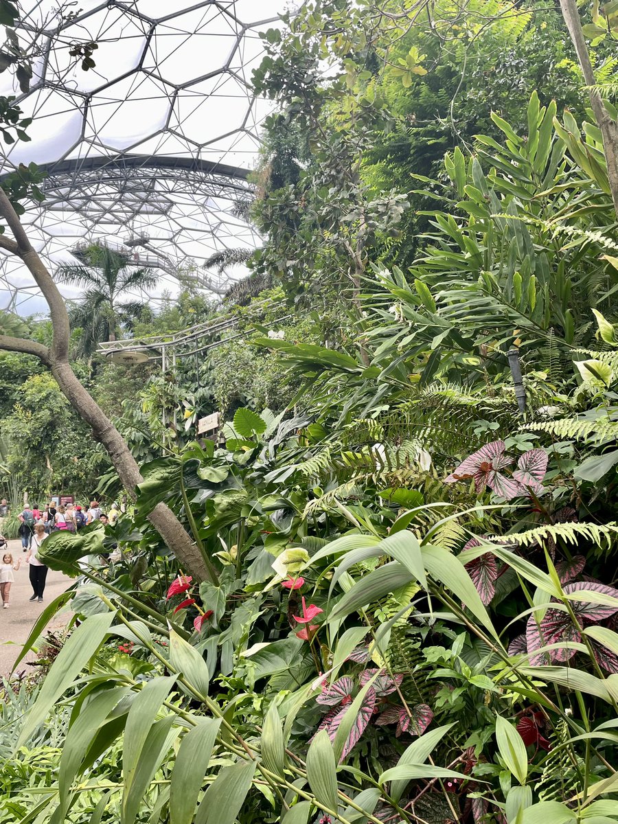 getoutnabout's tweet photo. Eden Project 🌳 https://t.co/i09pGkcv0Z