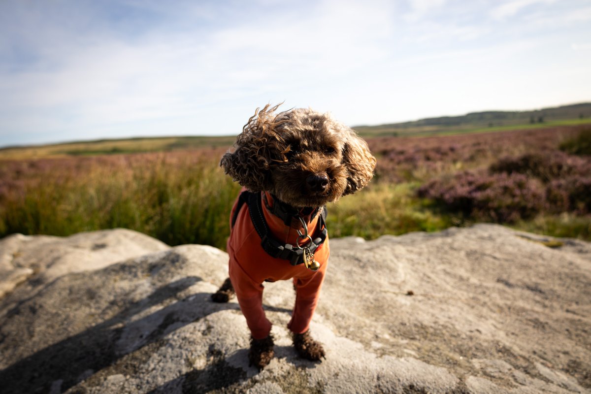 nettyastley's tweet photo. Took the boys to meet the hairy cows this morning, had a great time ๐ #BaslowEdge @peakdistrict
This afternoon not so good, stuck on Mottram Moor for around 2 1/2 hours, snapped my key in the back door & knocked my aloe vera plant off its stand, sure I've murdered it ๐ https://t.co/FOVXFGcF3E