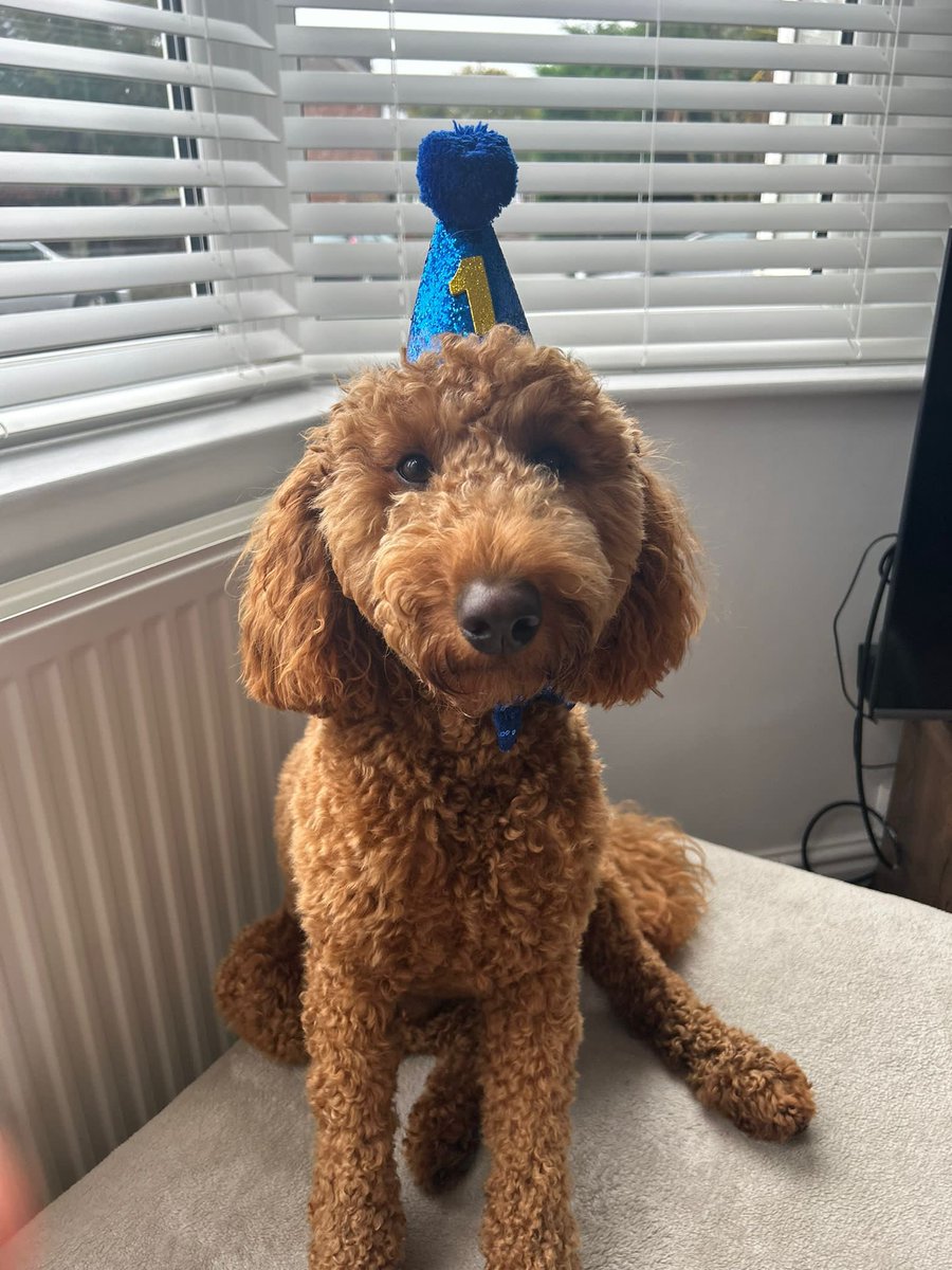 It’s my dogs first birthday. I am that person. 🎂