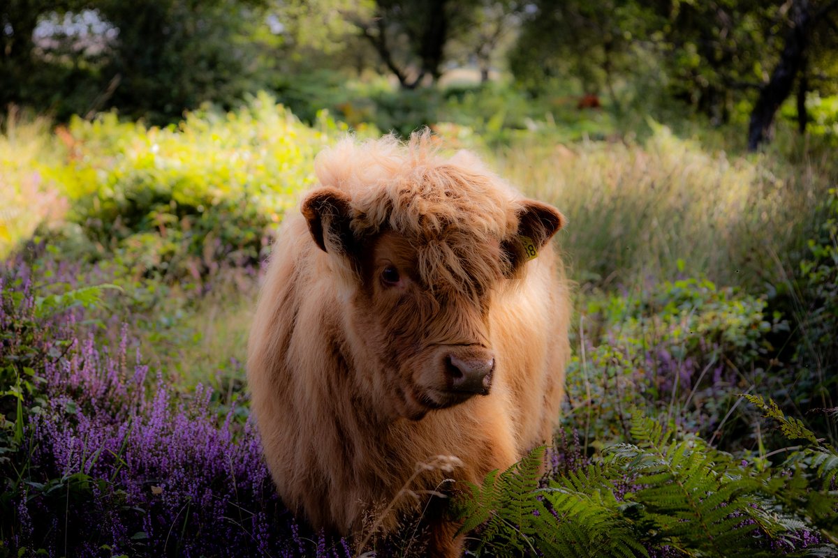 nettyastley's tweet photo. Took the boys to meet the hairy cows this morning, had a great time ๐ #BaslowEdge @peakdistrict
This afternoon not so good, stuck on Mottram Moor for around 2 1/2 hours, snapped my key in the back door & knocked my aloe vera plant off its stand, sure I've murdered it ๐ https://t.co/FOVXFGcF3E