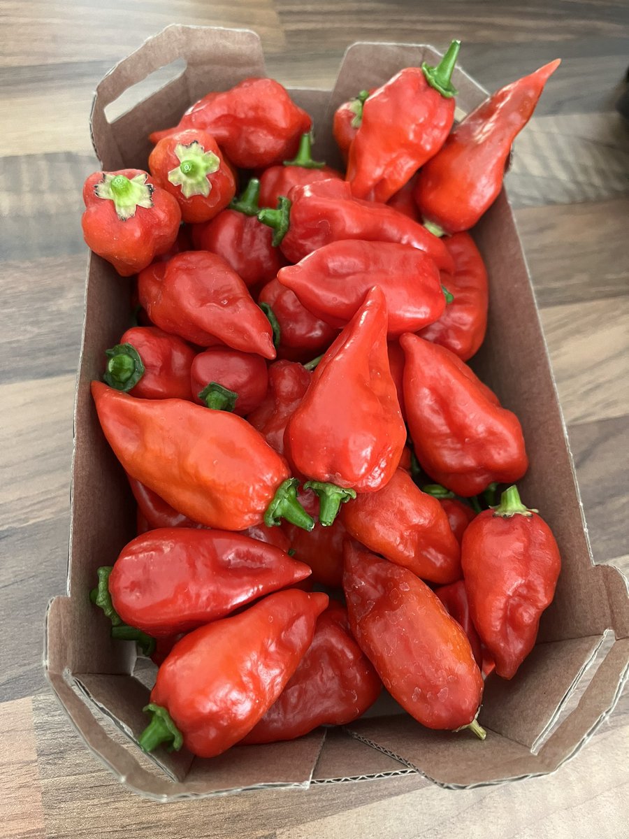 ltsfsf's tweet photo. Happy chilli plants https://t.co/I5L0hyt6pe