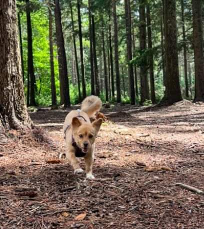 Amy here. Wait for me. I've got a joke for you. What did the dog say to the tree... BARK. 😂🎄😂🎄