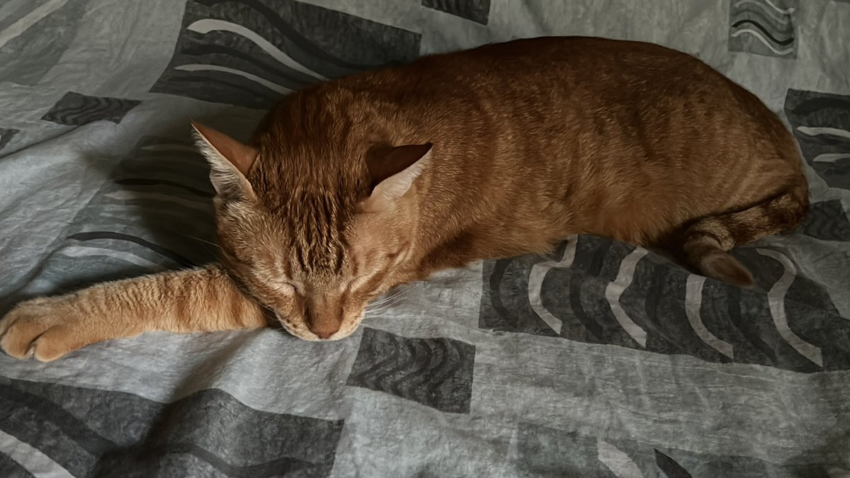 Sagius71's tweet photo. Bronk enjoying the @ClassicFM Movie Music Hall of Fame with @wossy #CatsOnTwitter https://t.co/VY4Un3WRYs