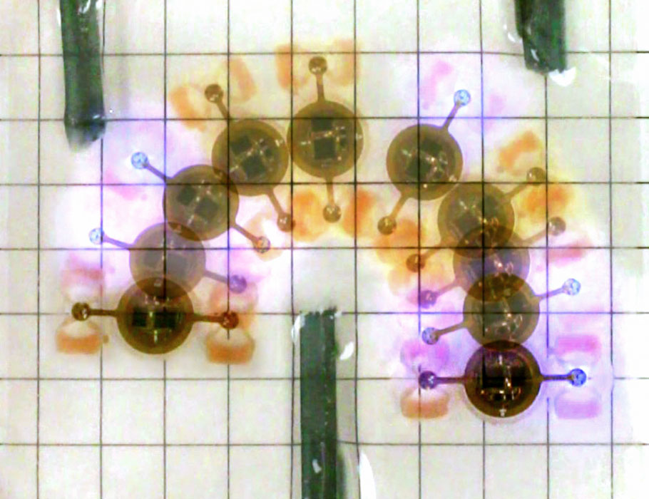 SciRobotics's tweet image. A recent study showed how battery-free miniature robots could be driven by muscle tissue controlled wirelessly by #optoelectronics.

Read more: scim.ag/3SV