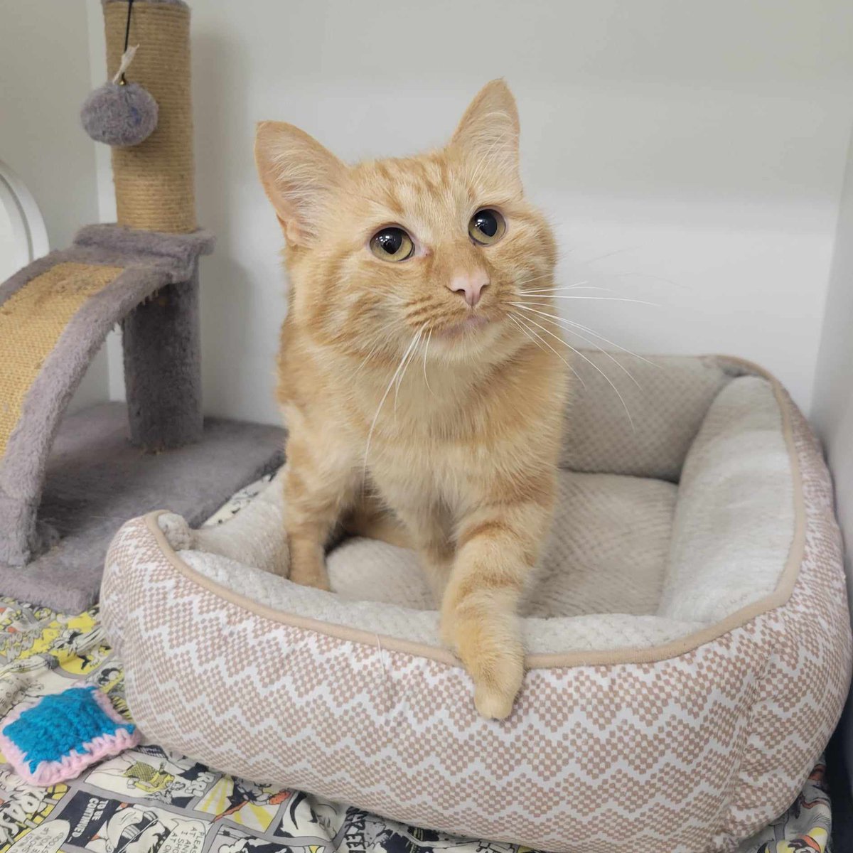FMSPCA's tweet photo. Gender: Male
Age: 1 Year

Johnny here! You may notice something unique about me. I’m missing some toes! It doesn’t hold me back. I’m the most playful and loving kitty. You’ll fall in love with me instantly! https://t.co/HuDgyd7hOU