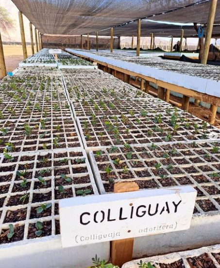 biocys_cl's tweet photo. Producción de plantitas del Vivero Guayacanes🌱😊 Sanas y fuertes para ser empleadas en las reforestaciones chilenas👏🏻
Pueden reservar su stock de plantas. Contáctanos al correo: contacto@biocys.com https://t.co/RxR35v5wgO