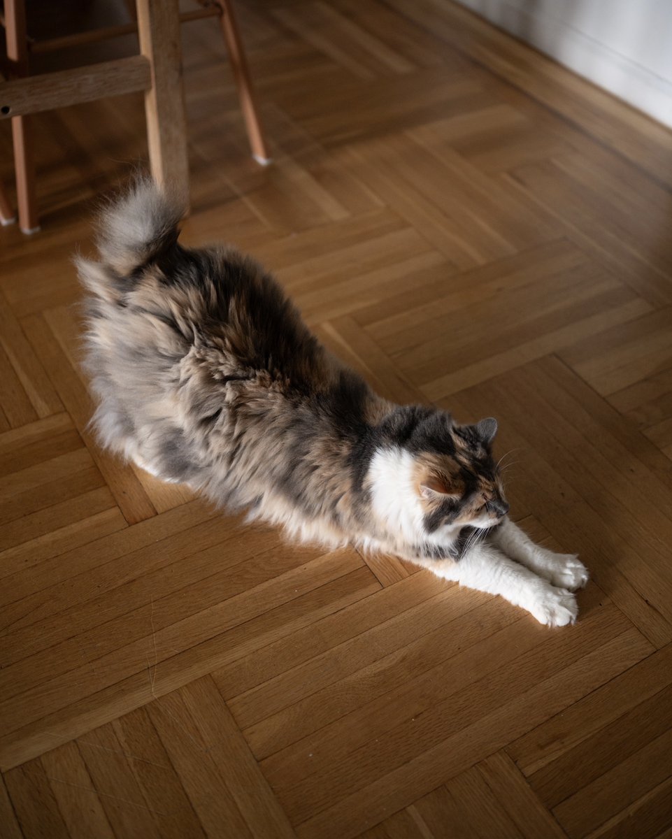 rawrycat's tweet photo. Bright-eyed and bushy-tailed 🥱 https://t.co/B6ET1rmJyF