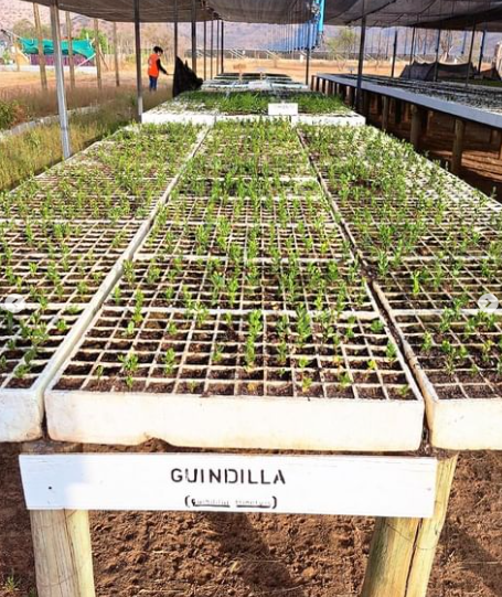 biocys_cl's tweet photo. Producción de plantitas del Vivero Guayacanes🌱😊 Sanas y fuertes para ser empleadas en las reforestaciones chilenas👏🏻
Pueden reservar su stock de plantas. Contáctanos al correo: contacto@biocys.com https://t.co/RxR35v5wgO