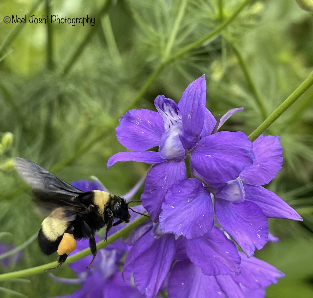 A bumble bee transporting pollen. Like honey bees, bumble bees collect pollen from flowers in pollen baskets (which are specialized structures) located on their hind legs. 
#pollinator # bumblebee #bees #wildlife #photography #nature