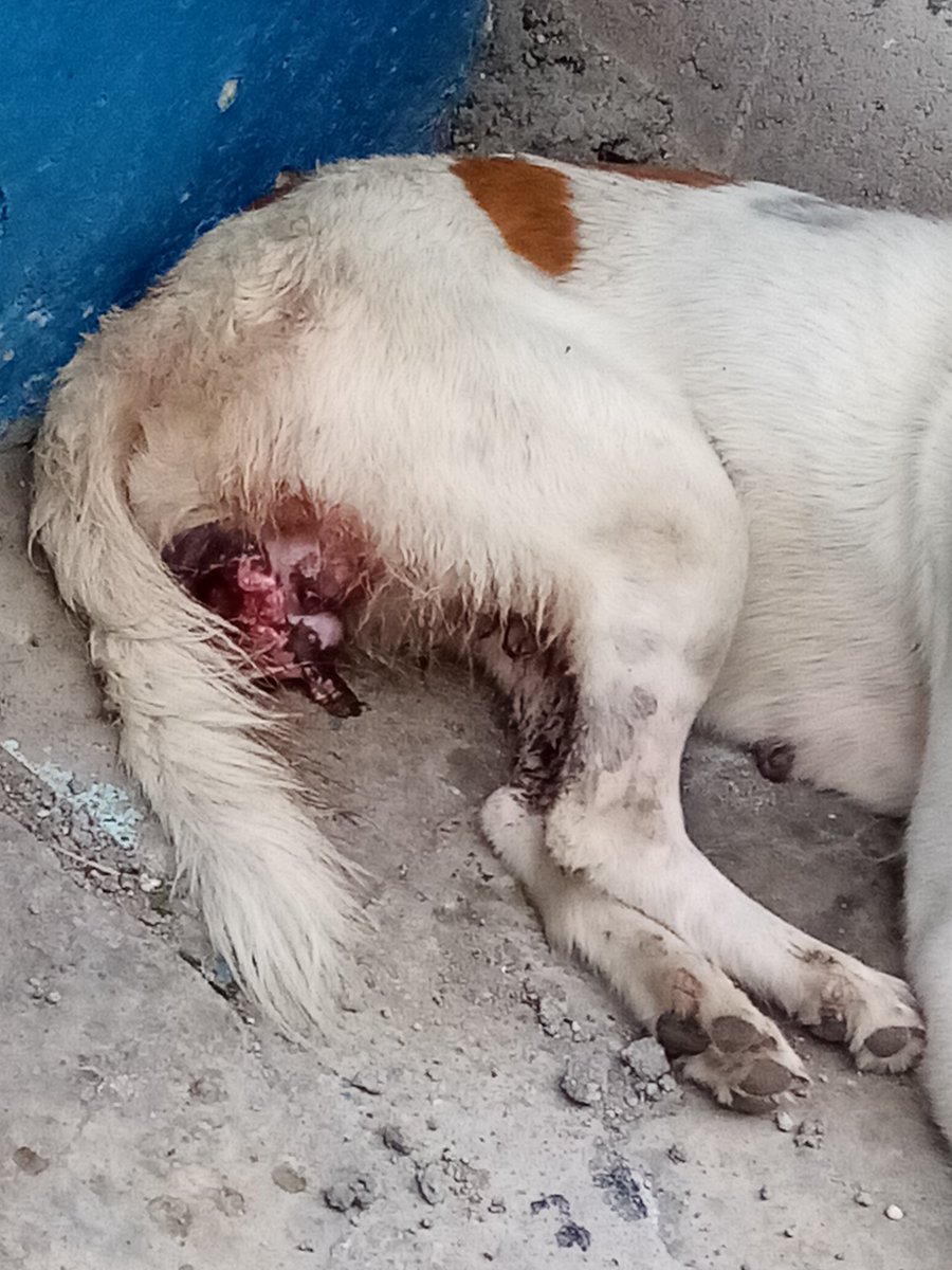 Whallien53's tweet photo. @GABEHASH @ibaelsalvador Me respondieron, hicieron reporte el sábado pero no han venido por ella, ojala mandaran a traerla urgentemente también.. 🙏 COL Los Olivos Clle ppal plan del pino Ciudad Delgado https://t.co/z5Nm4PRC51