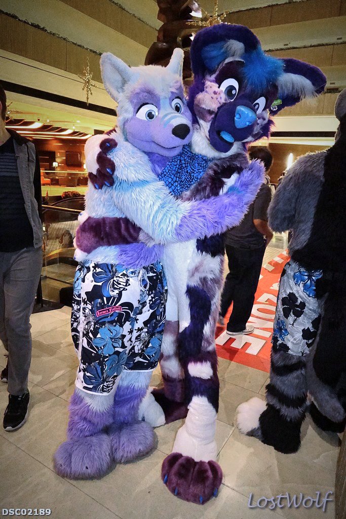 LostWolf321's tweet photo. It's @Keenora & @WildAcai @FurFest #MFF2015 https://t.co/RkrLzwaHgc