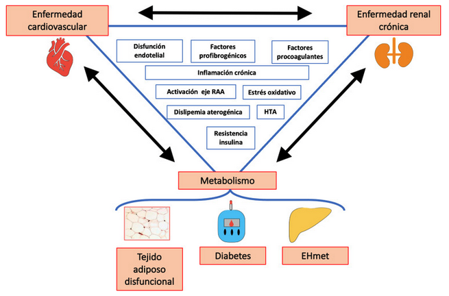 📢Esteatosis hepática metabólica y nefropatía diabética: revisión y propuesta de actuación 
Open👉👉: sciencedirect.com/science/articl… 
<a href="/SENefrologia/">S.E.N. Nefrología</a> <a href="/AEEHLiver/">Asociación Española para el Estudio del Hígado</a> <a href="/jlgorriz/">Jose Luis Górriz</a>