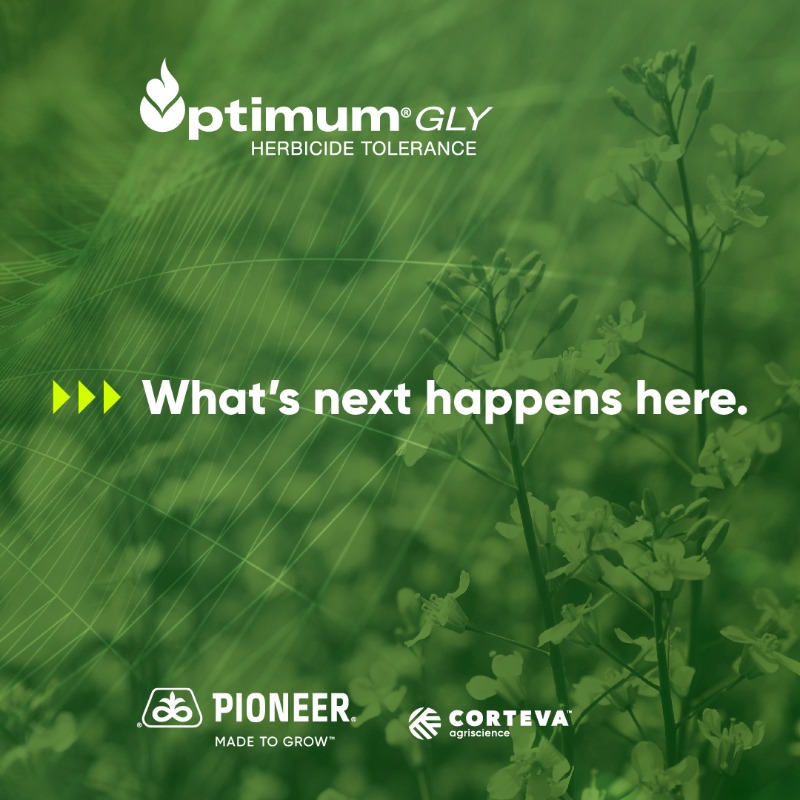 PioneerSeedsCA's tweet photo. Pioneer® brand Optimum® GLY canola hybrids are now available. Get advanced herbicide-tolerant trait technology and see what’s next for your canola acres.