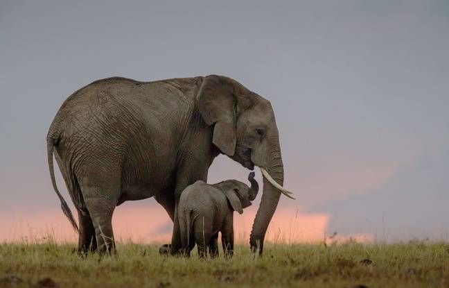 AyshahAwan's tweet photo. And they grieve when one dies. And, because of the value of ivory, nearly 100 elephants die every day. Each one with his or her own personality and a valued member of the herd."
DR. JANE GOODALL
2/2
#SaveTheElephant #StandForElephants
#endpoaching
#BanTrophyHunting https://t.co/J9CZAN0vE8