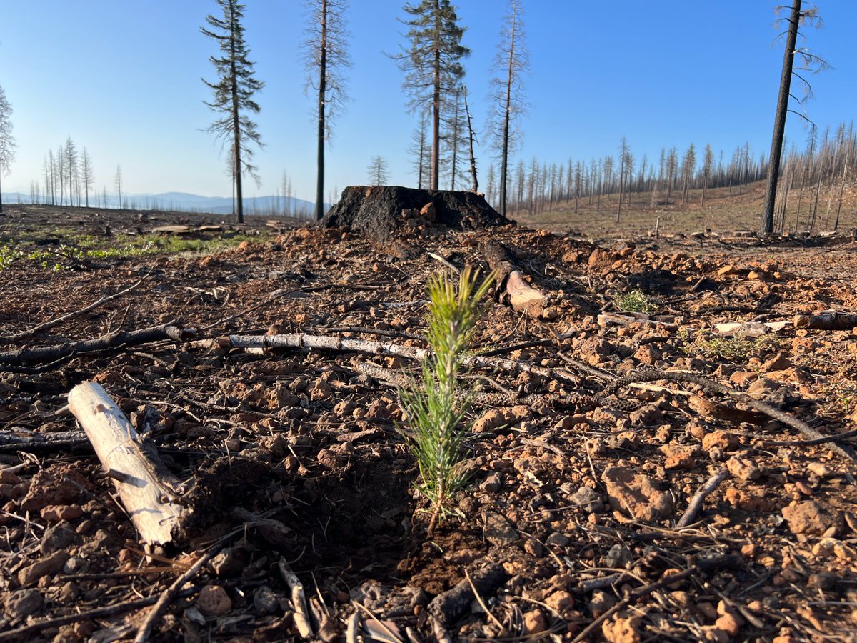 MaryKayGlobal's tweet photo. We’re adding 12,000 more trees to our count of trees planted with the @arborday. This summer, the Arbor Day Foundation planted trees in Northern California to help restore the areas burned in the 2021 Dixie Fire. These trees will begin to reestablish habitats for local wildlife. https://t.co/86hiKk1pmQ