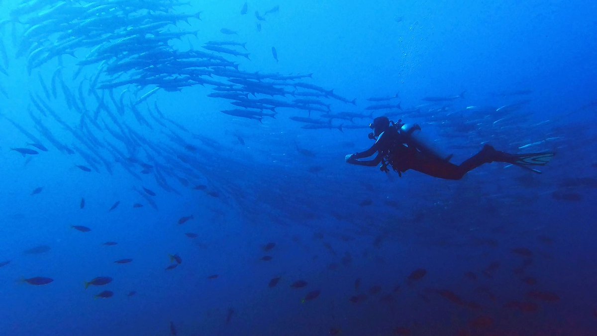 Deep blue sea, unlimited exploration. Diving trips to connect with the ocean's heart. Unleash your inner adventure and bravely cross the water. #DivingAdventure #WiththeOcean