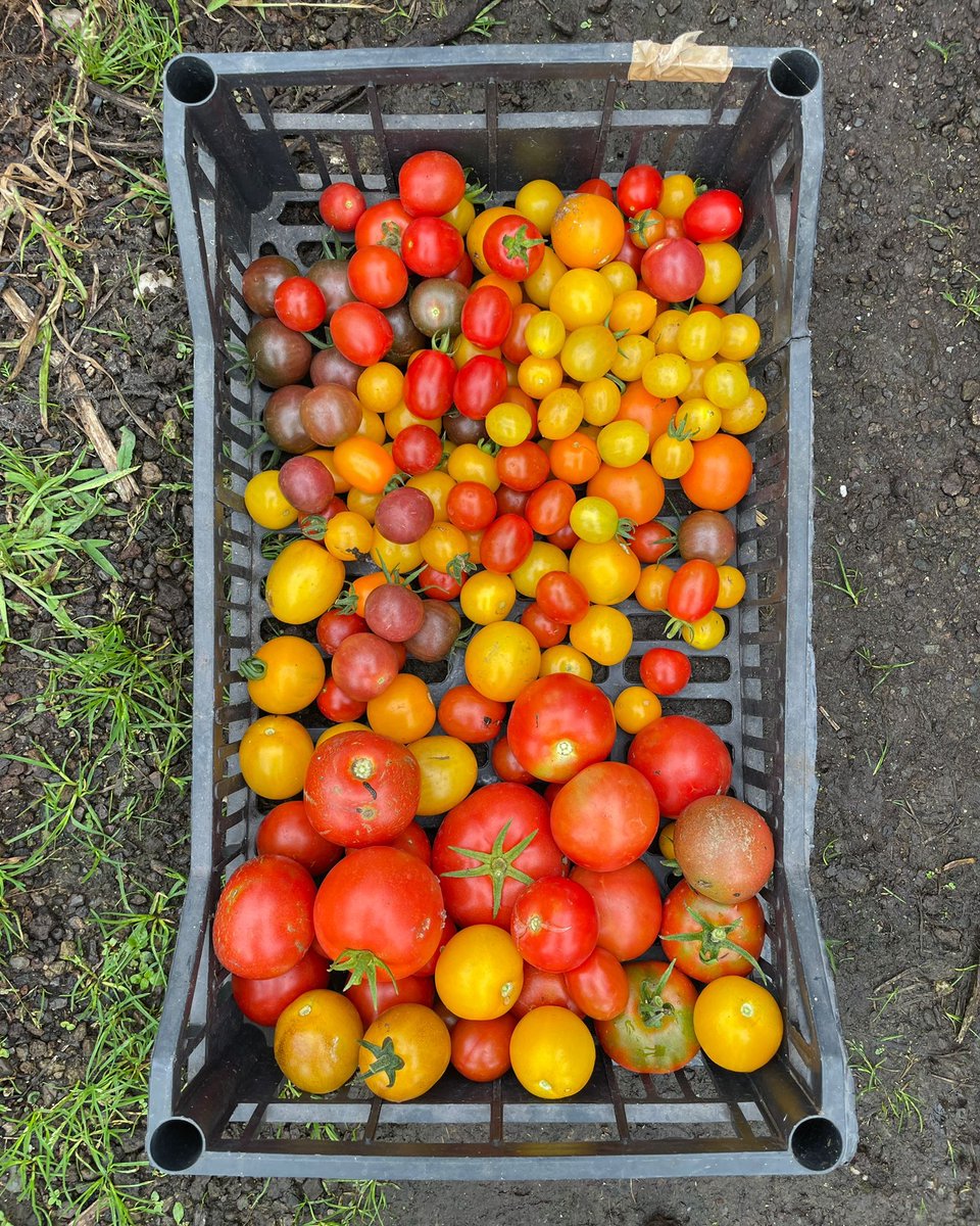 #tomato 🍅, #tomatoes and more #tomatoes from the #rooftopfarm on an officebuilding downtown centraldistrict #Rotterdam ... #yesitcan #dakan 🙂! 📷: by <a href="/Annette_Behrens/">Annette Behrens</a> 🍃.