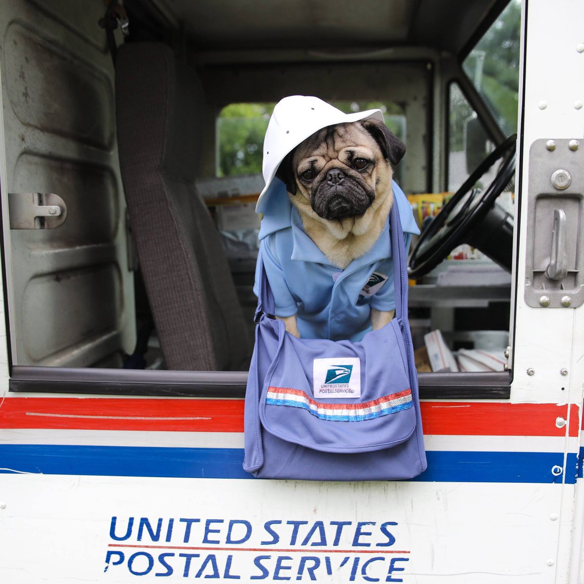 itsdougthepug's tweet photo. United States Pug Service 📦 https://t.co/CmQgfujvfQ