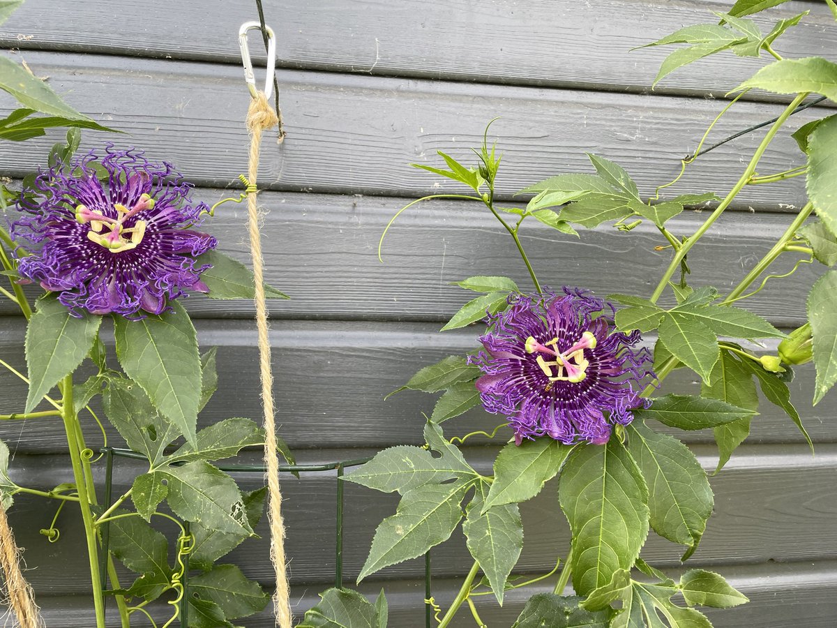 It has been several weeks since this passion flower opened its first flowers, and they are truly wonderful! #passiflora Incense #passionflower