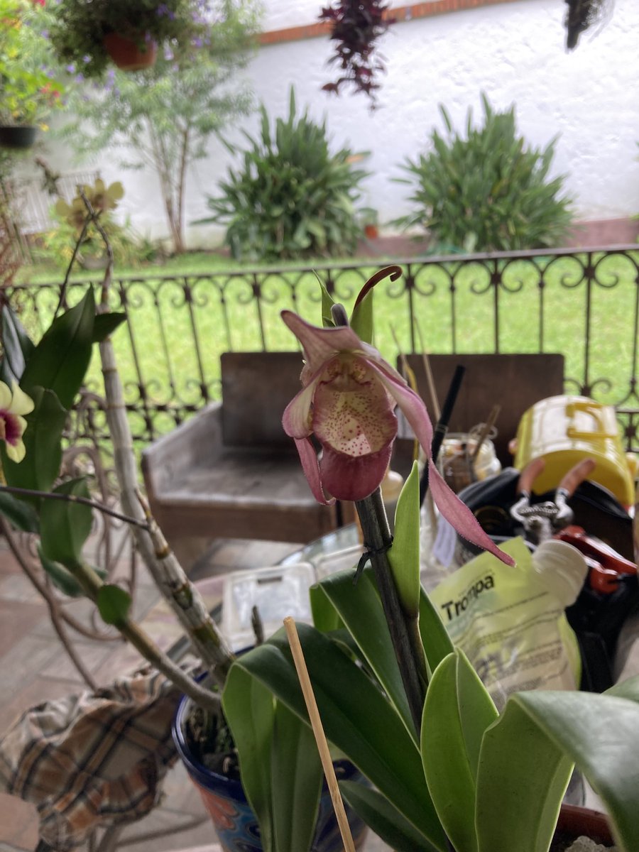 AR2ROTOTO's tweet photo. #Orchids #Botanicas Please Name … https://t.co/pNAAjjEbDO