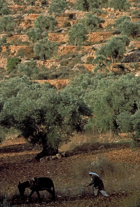 Palestine (1977)©️Jean Gaumy