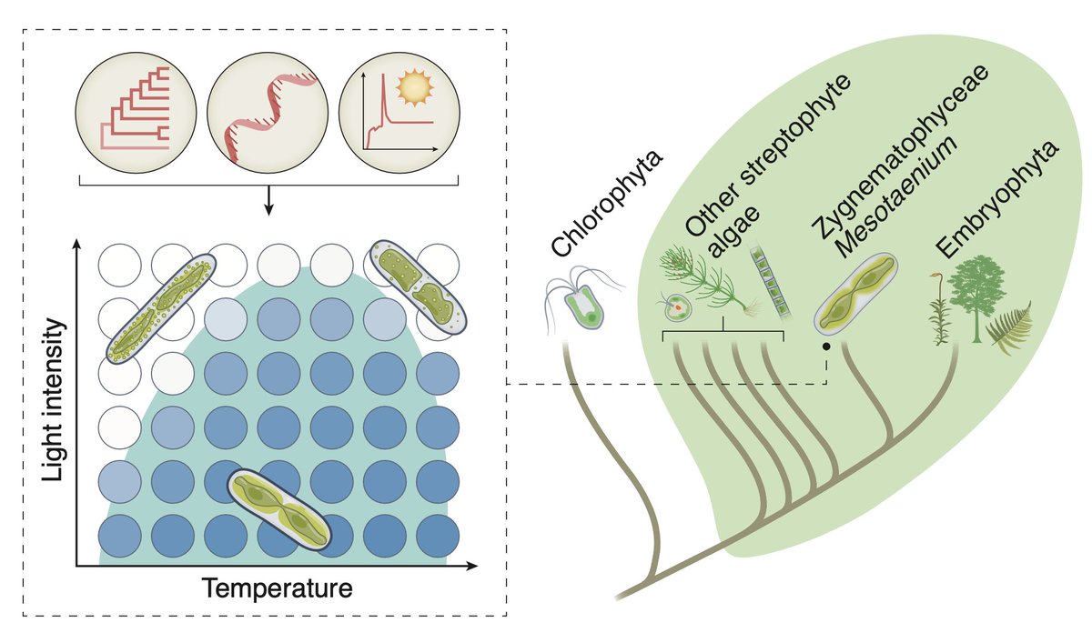 Absolutely thrilled to see our co-expression network story on #MyMesotaenium online @NaturePlants — Big thanks to everyone involved, funding @ERC_Research , @dfg_public & the great @watertoland community. See also the detailed thread by @Fuerst_Jansen rdcu.be/dkBaj