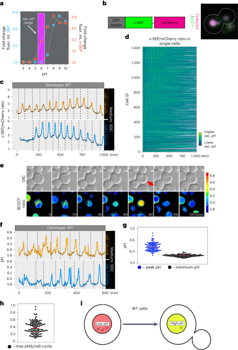 Online now! Cell cycle-linked vacuolar pH dynamics regulate amino acid homeostasis and cell growth dlvr.it/SvHsvy