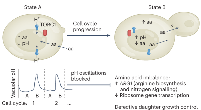Online now! A yeast vacuolar pH ‘heartbeat’ coordinates amino acid metabolism and the cell cycle dlvr.it/SvHsyt