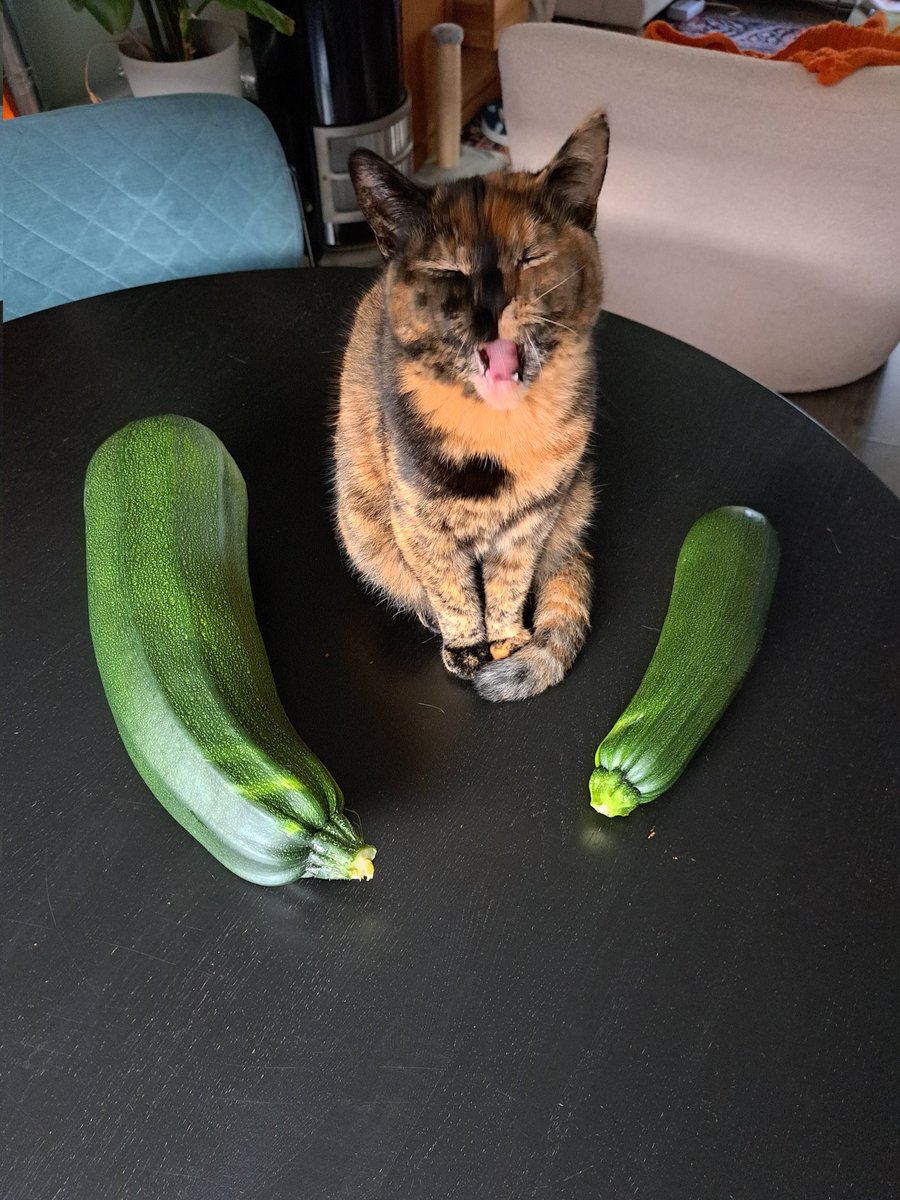 MartinOldeman's tweet photo. De eigenaar van de caravanstalling is ook boer. We kregen zojuist deze jongens mee. #CatForScale https://t.co/9qX4VdjUKY