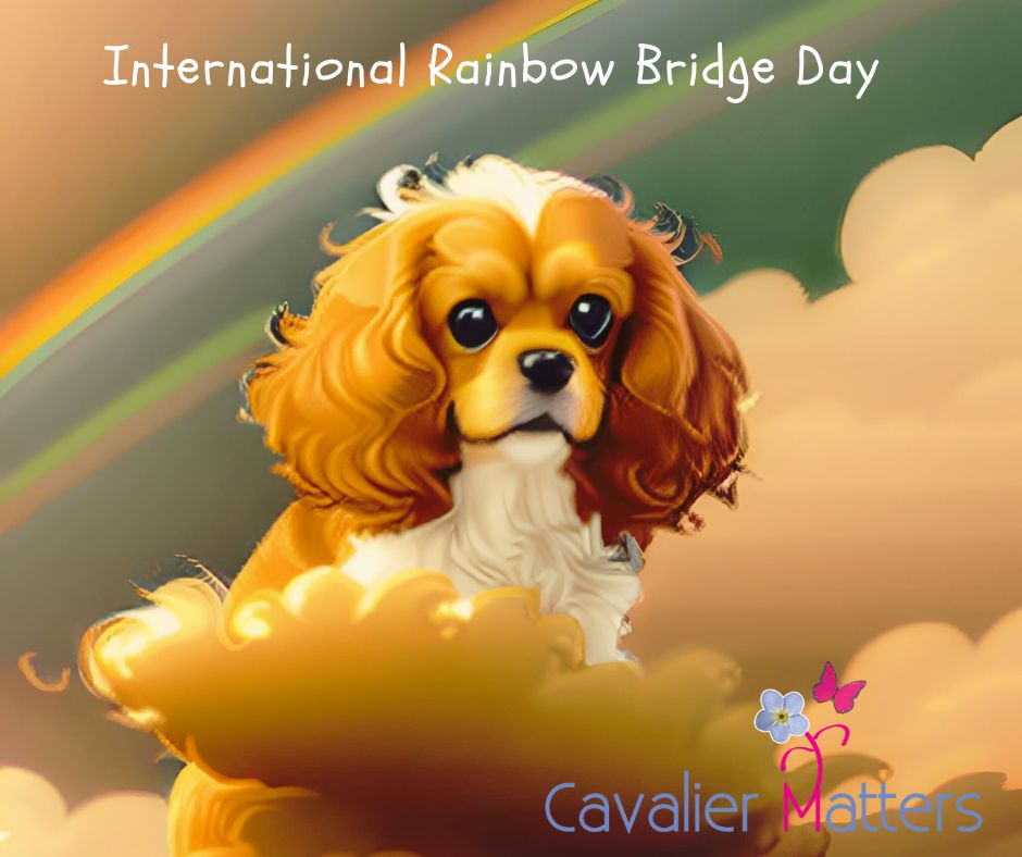 Today is Rainbow Bridge Remembrance Day 🌈. 

Would you like to share a photo of your beloved Cavaliers who have crossed the bridge 💔 

#rainbowbridgeremembranceday
#petloss #dogloss #doggrief