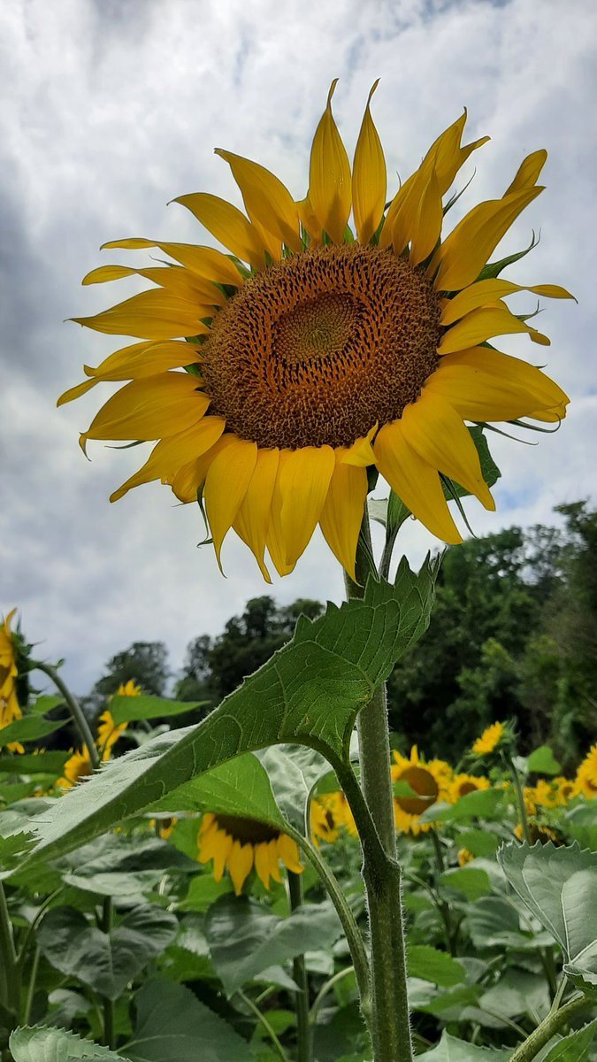 Hoog tijd voor maatregelen die voor natuur werken én de landbouw verder helpen:

- teelten met vlinderbloemigen (oa klavers, bonen)
- vezelgewassen (oa vlas)
- granen
- oliehoudende gewassen (koolzaad, zonnebloem)

Hoeft geen 58/24 miljard te kosten. Wel nog wat stimulering.