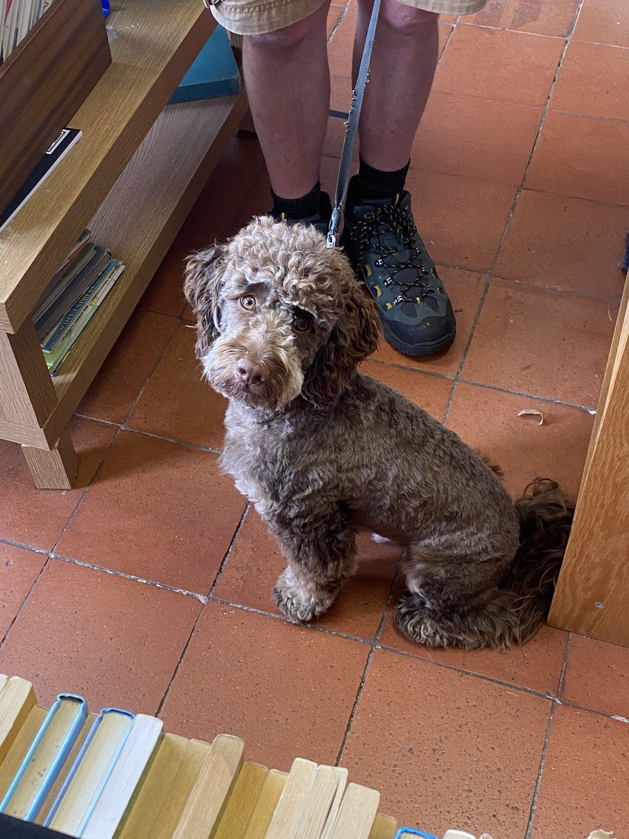BooksinFram's tweet photo. Seamus was in the shop today, checking out the recipe books #rabbitpie #dogs https://t.co/wo20pyqLnA