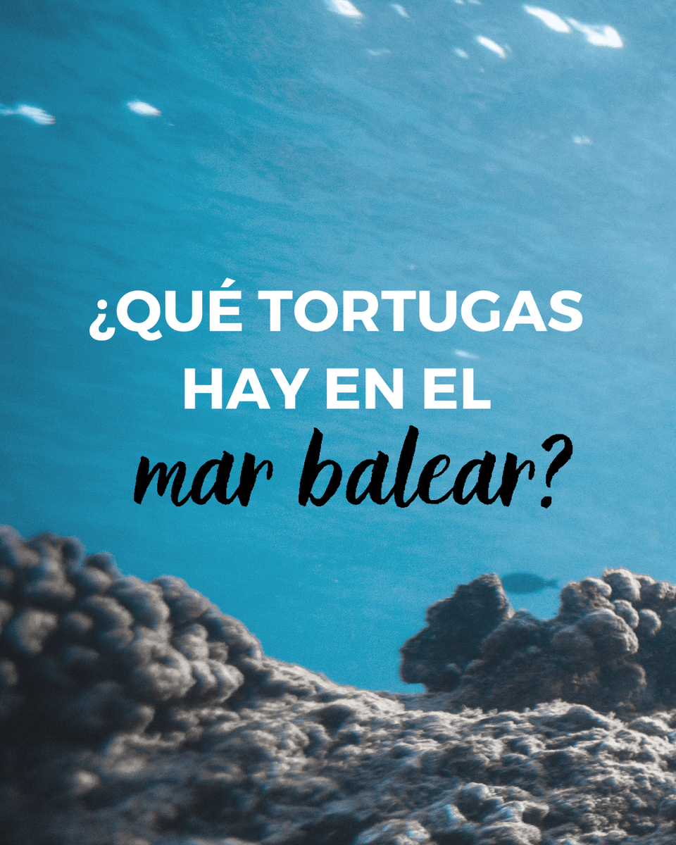 BBlueFormentera's tweet photo. 🐢 Las tortugas | @bebluebalear 🐢
¿Has tenido la suerte de ver alguna de ellas? 

❗️ Por favor, si encuentras alguna herida o enferma llama cuanto antes al 112.

¡Cuidemos de nuestro mar balear! 💙

#marmediterráneo #marbalear #tortugasmarinas #oceanlover #BeBlue #thinkgreen https://t.co/xroq316mgU