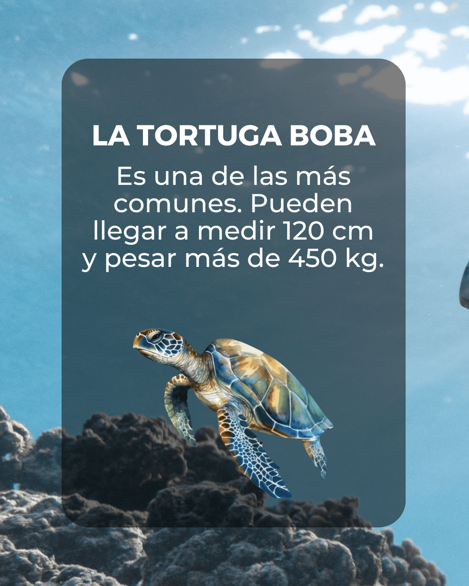 BBlueFormentera's tweet photo. 🐢 Las tortugas | @bebluebalear 🐢
¿Has tenido la suerte de ver alguna de ellas? 

❗️ Por favor, si encuentras alguna herida o enferma llama cuanto antes al 112.

¡Cuidemos de nuestro mar balear! 💙

#marmediterráneo #marbalear #tortugasmarinas #oceanlover #BeBlue #thinkgreen https://t.co/xroq316mgU
