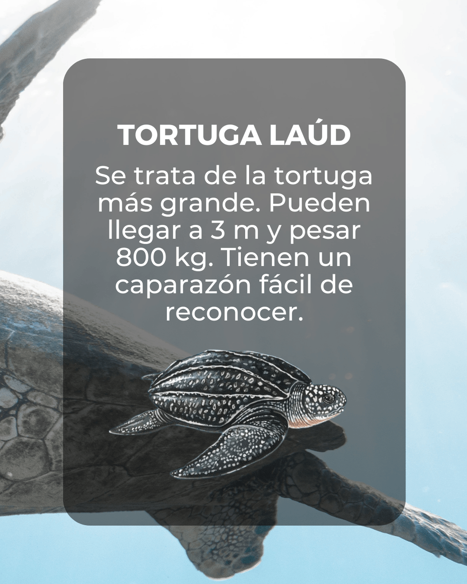 BBlueFormentera's tweet photo. 🐢 Las tortugas | @bebluebalear 🐢
¿Has tenido la suerte de ver alguna de ellas? 

❗️ Por favor, si encuentras alguna herida o enferma llama cuanto antes al 112.

¡Cuidemos de nuestro mar balear! 💙

#marmediterráneo #marbalear #tortugasmarinas #oceanlover #BeBlue #thinkgreen https://t.co/xroq316mgU