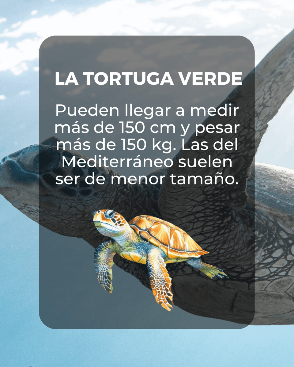 BBlueFormentera's tweet photo. 🐢 Las tortugas | @bebluebalear 🐢
¿Has tenido la suerte de ver alguna de ellas? 

❗️ Por favor, si encuentras alguna herida o enferma llama cuanto antes al 112.

¡Cuidemos de nuestro mar balear! 💙

#marmediterráneo #marbalear #tortugasmarinas #oceanlover #BeBlue #thinkgreen https://t.co/xroq316mgU