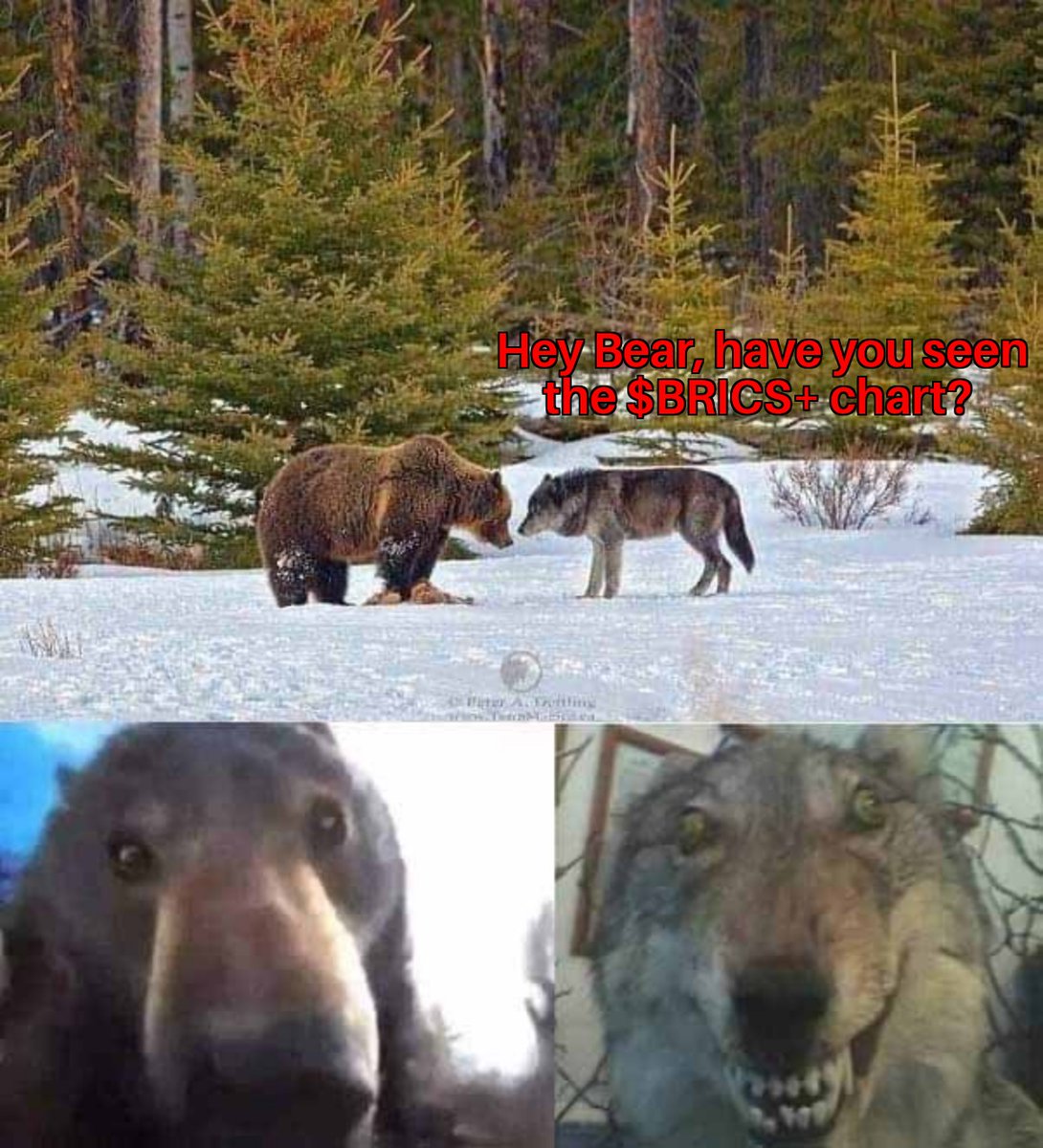 #BRICS+... 👀👀👀

<a href="/BRICXcoin/">BRICS+ 🏴‍☠️</a>

$BRICS #CryptoGem #CryptoGems #Eth #memecoins #MemeCoinSeason2023 #memecoin