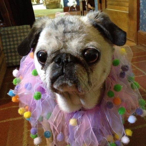 #RainbowBridgeRemembranceDay 
My first pug Ginger had my heart the first day I met her. She was my BFF, forever my brown eyed girl❤️
(5-9-99 - 1-6-15)