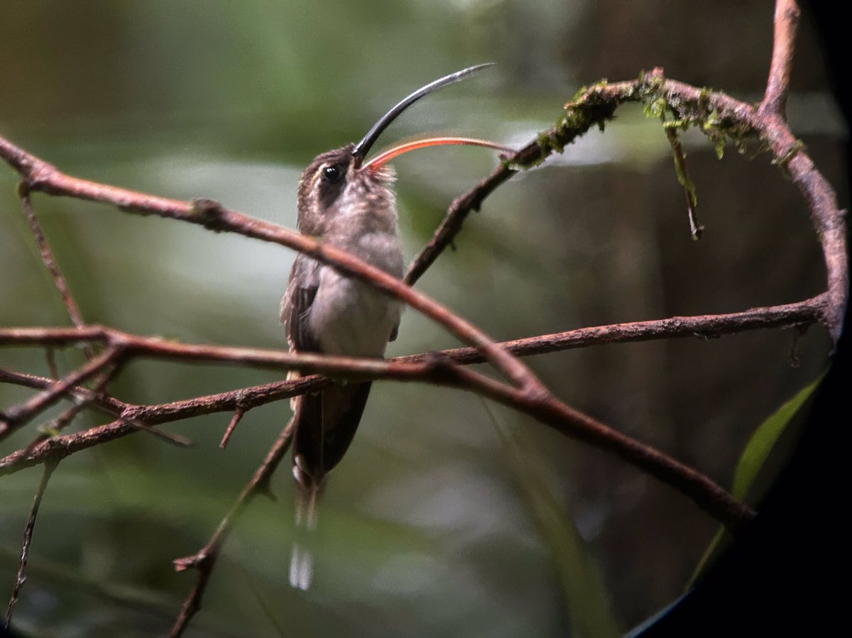 joingsc's tweet photo. 📸NFT drop coming soon… This will be more than just a piece of beautiful digital art in your collection, it will be a way to safeguard the Costa Rican jungle. 🌿Be the change you want to see in the world! #joingsc #wildlifevisions https://t.co/CPihdohjqf