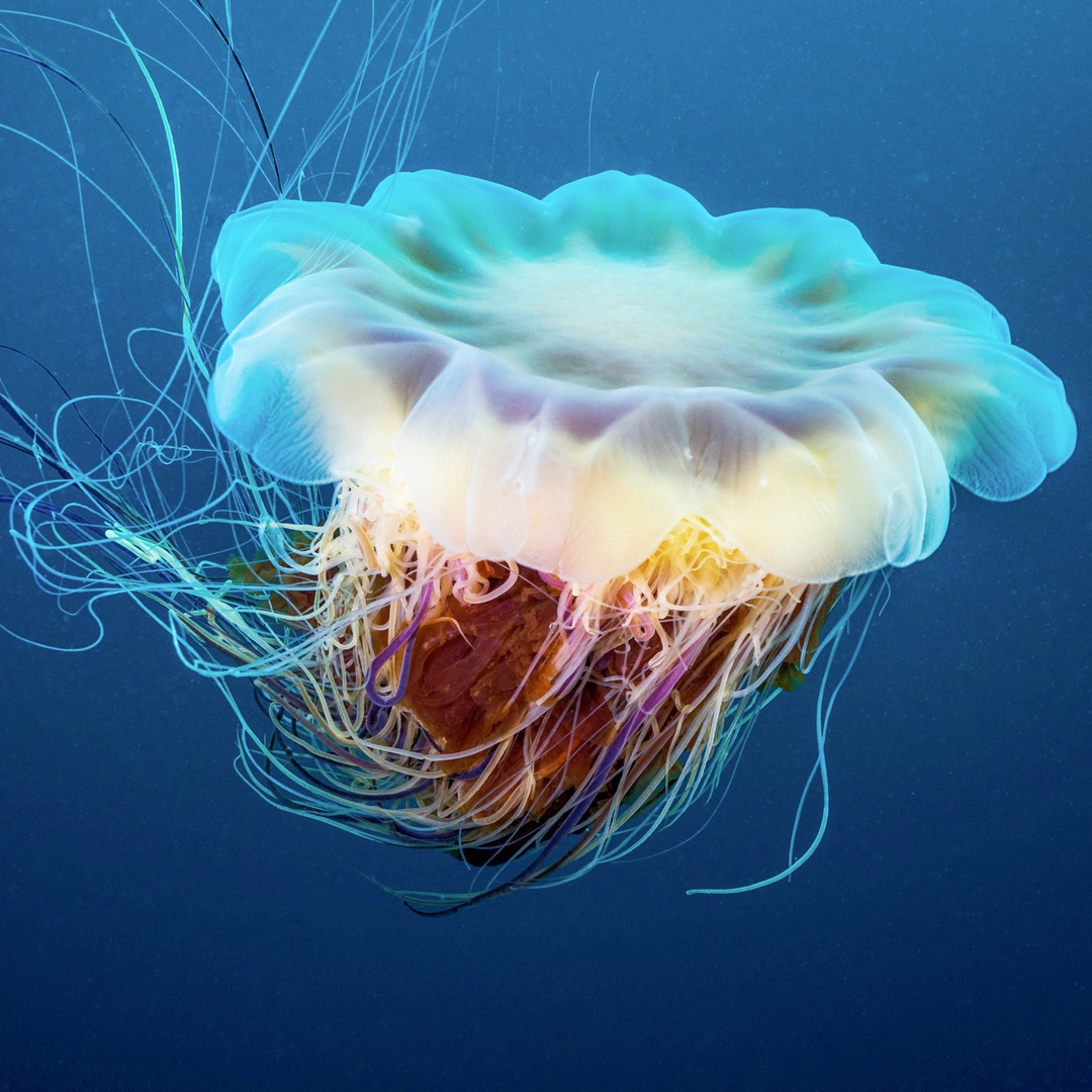 Leatherback sea turtles primarily feed on #LionsManeJellyfish, one of the largest jelly species in the world!

While their sting can be extremely painful to humans, leatherbacks are able to gobble them up without flinching thanks to the #papillae lining their throat.