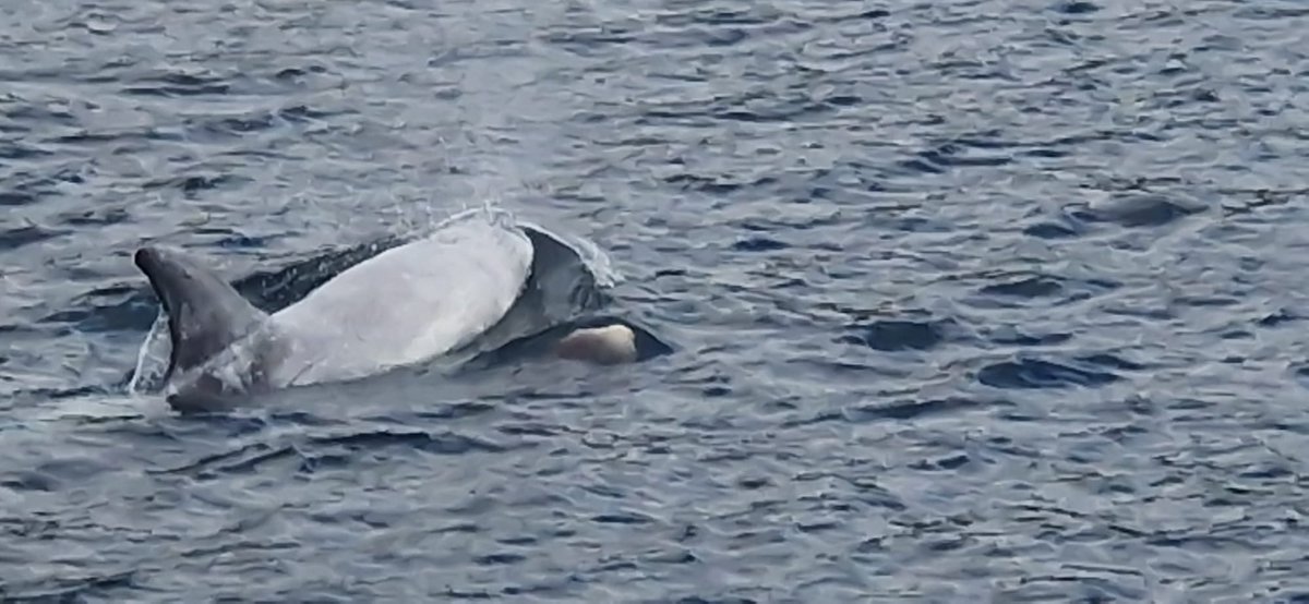 CruisesKernow's tweet photo. We have been very fortunate to have dolphin sightings in the Falmouth Bay over the last few days #dolphins #Falmouth #Cornwall #Helfordriver #lovewhereyoulive #august23 #Princessa #princeofwalespier 
https://t.co/DffBufeu2b https://t.co/x6ivfEquUL